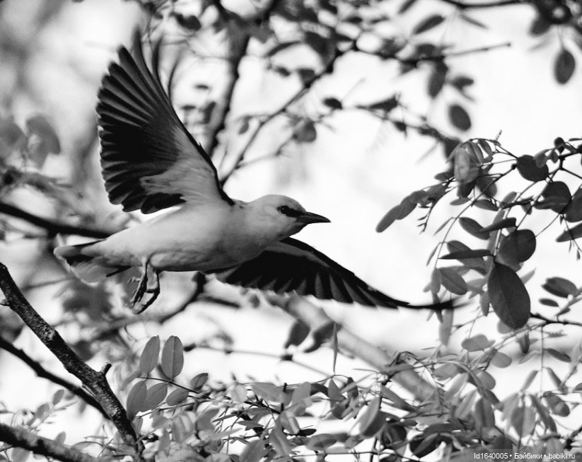 "В этой роще берёзовой". Поезда Победы. О птицах и войне