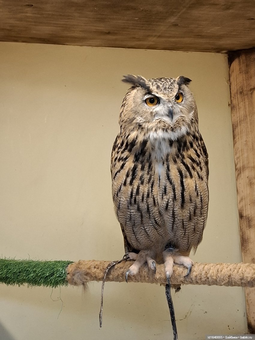 Драма на "охоте" или В гостях у совушек Продолжение