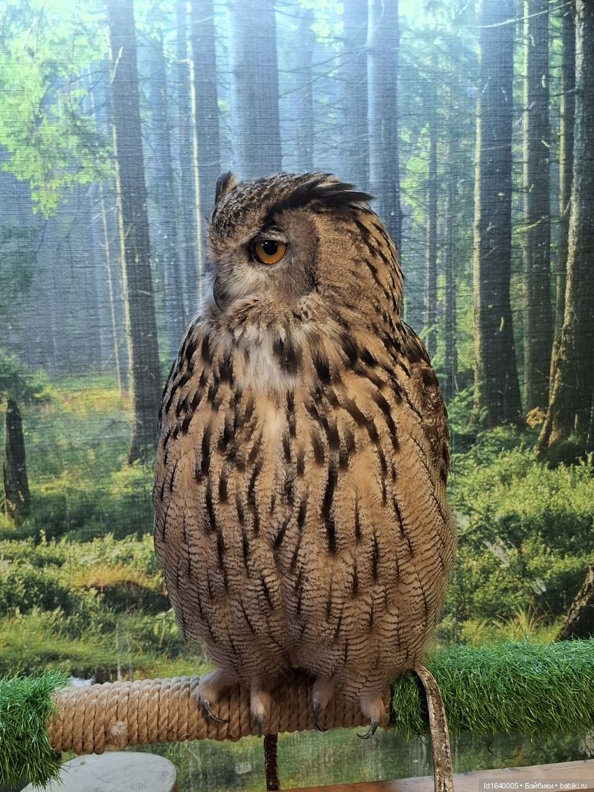 Драма на "охоте" или В гостях у совушек Продолжение