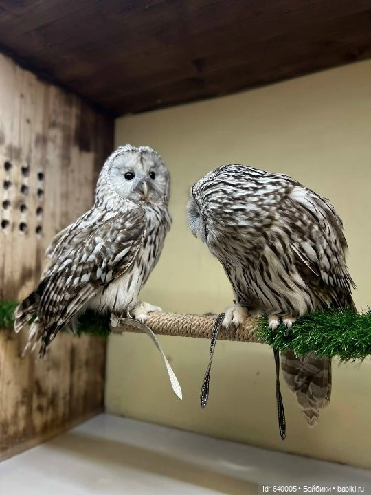 Драма на "охоте" или В гостях у совушек Продолжение (фото 4)