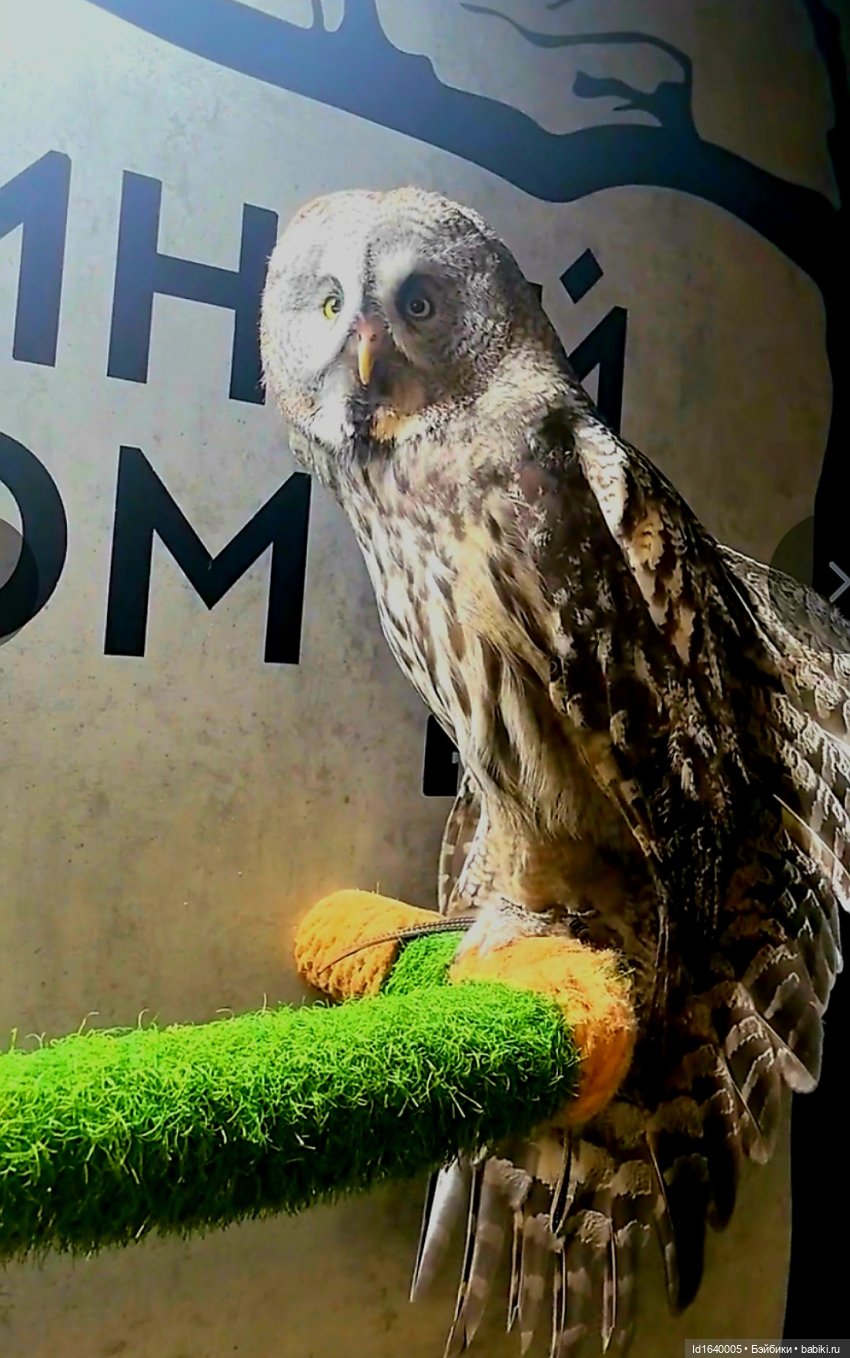 Драма на "охоте" или В гостях у совушек Продолжение (фото 2)