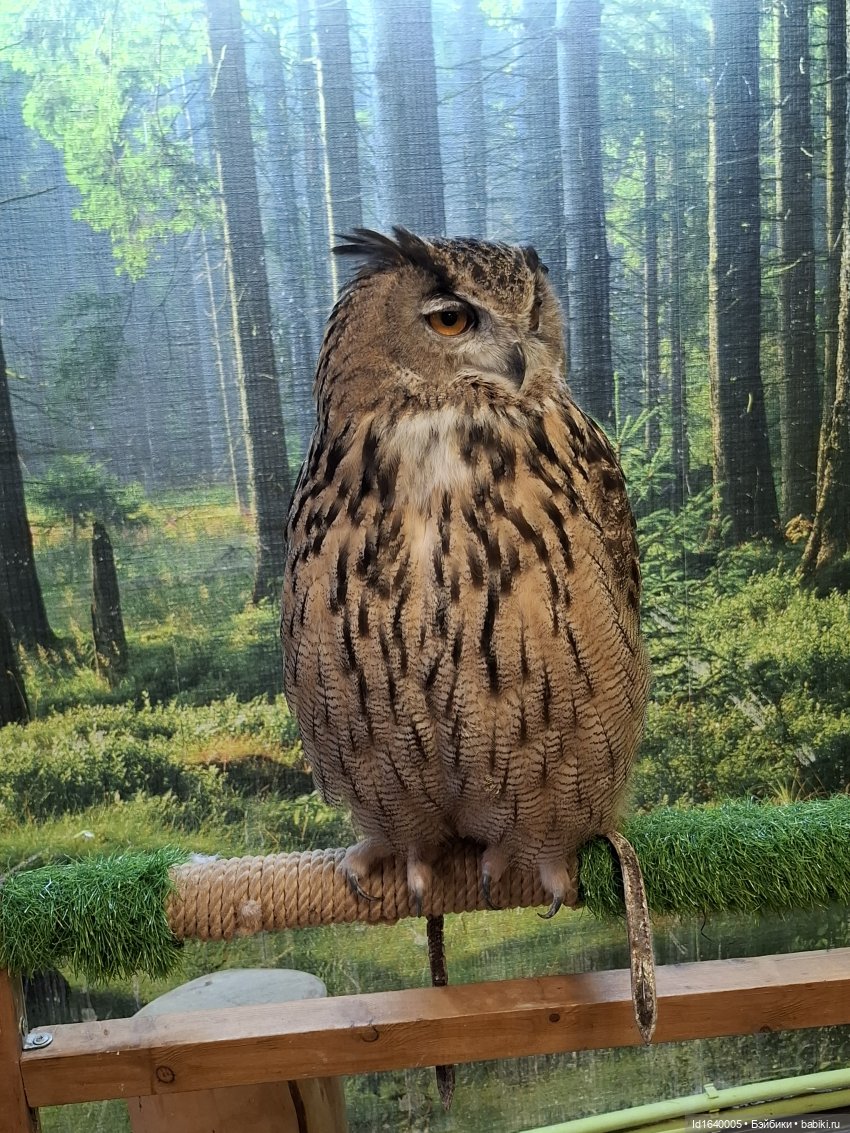 Драма на "охоте" или В гостях у совушек Продолжение