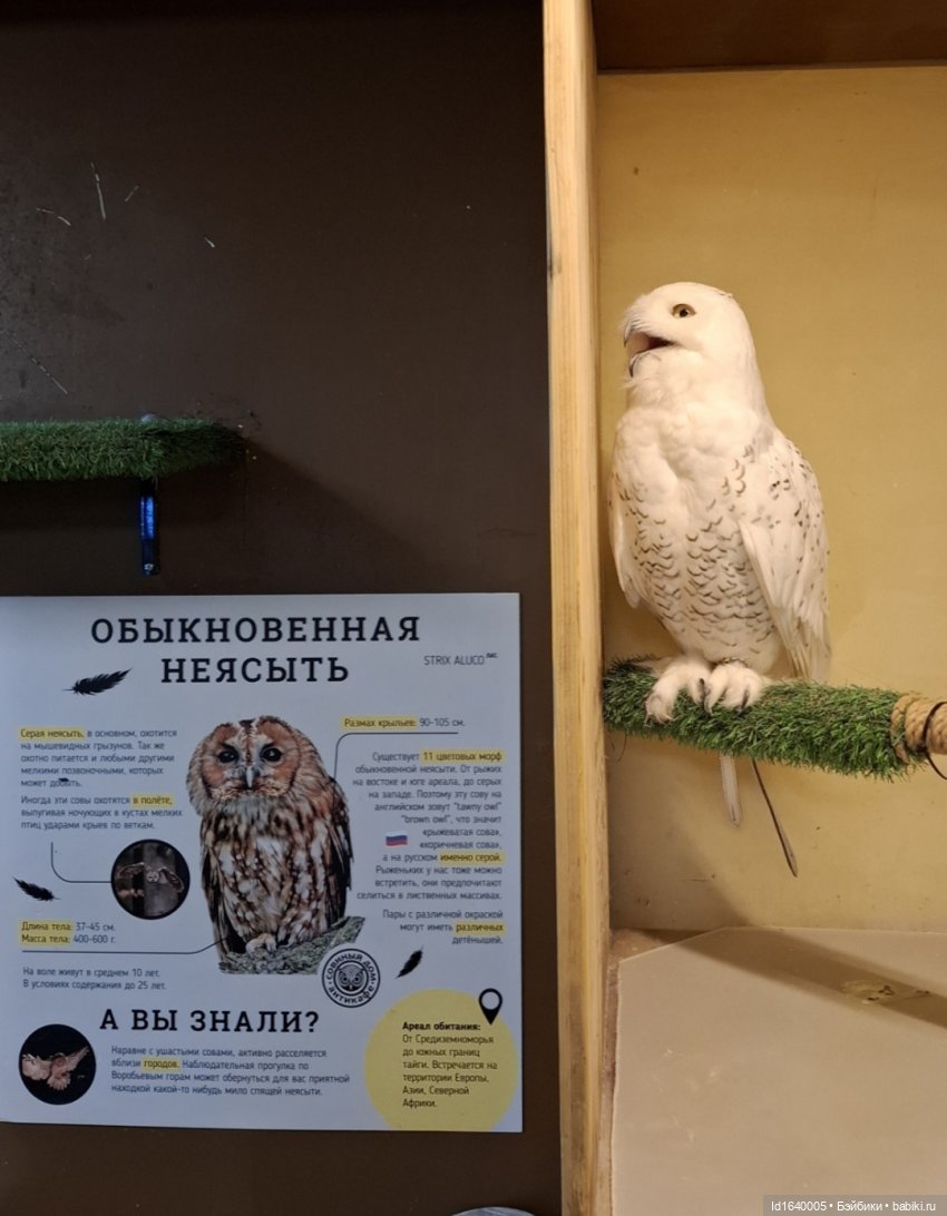 Драма на "охоте" или В гостях у совушек Продолжение (фото 10)