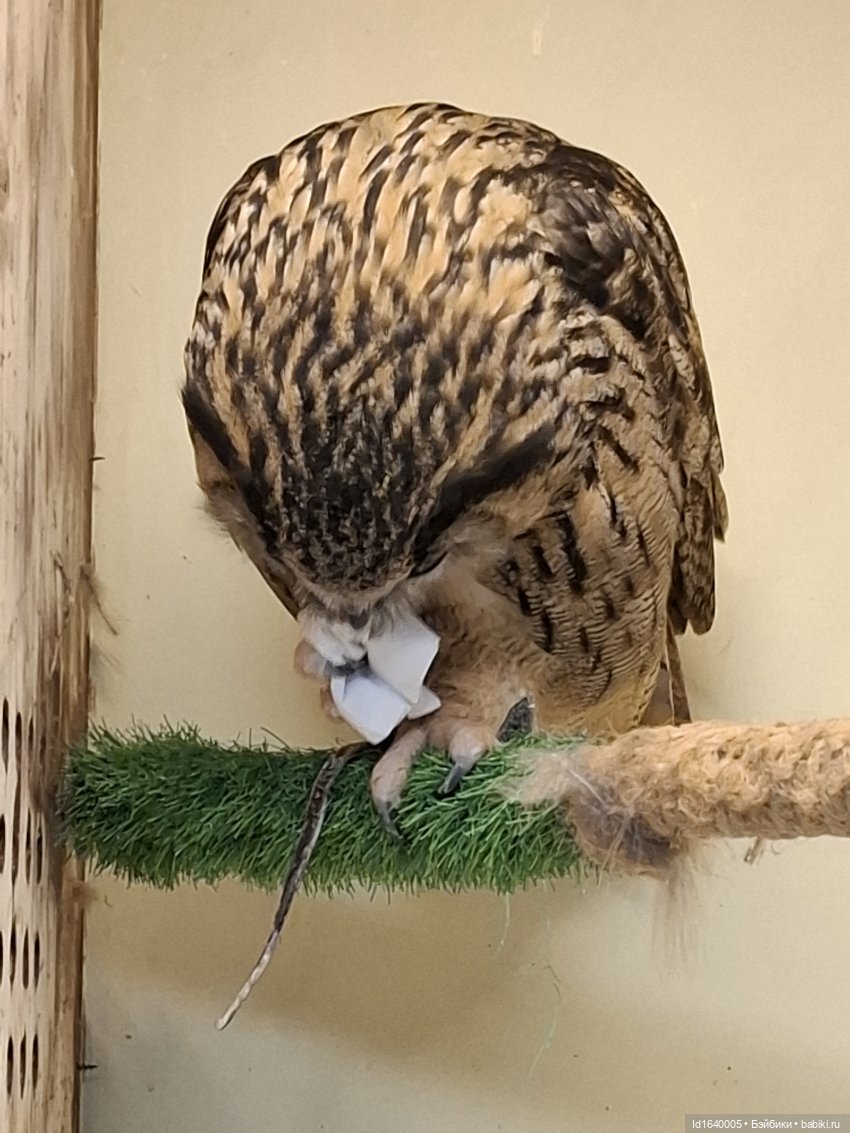 Драма на "охоте" или В гостях у совушек Продолжение