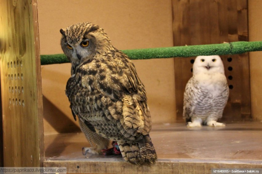 Драма на "охоте" или В гостях у совушек Продолжение (фото 5)