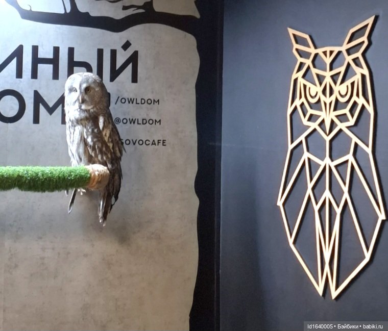 Драма на "охоте" или В гостях у совушек Продолжение