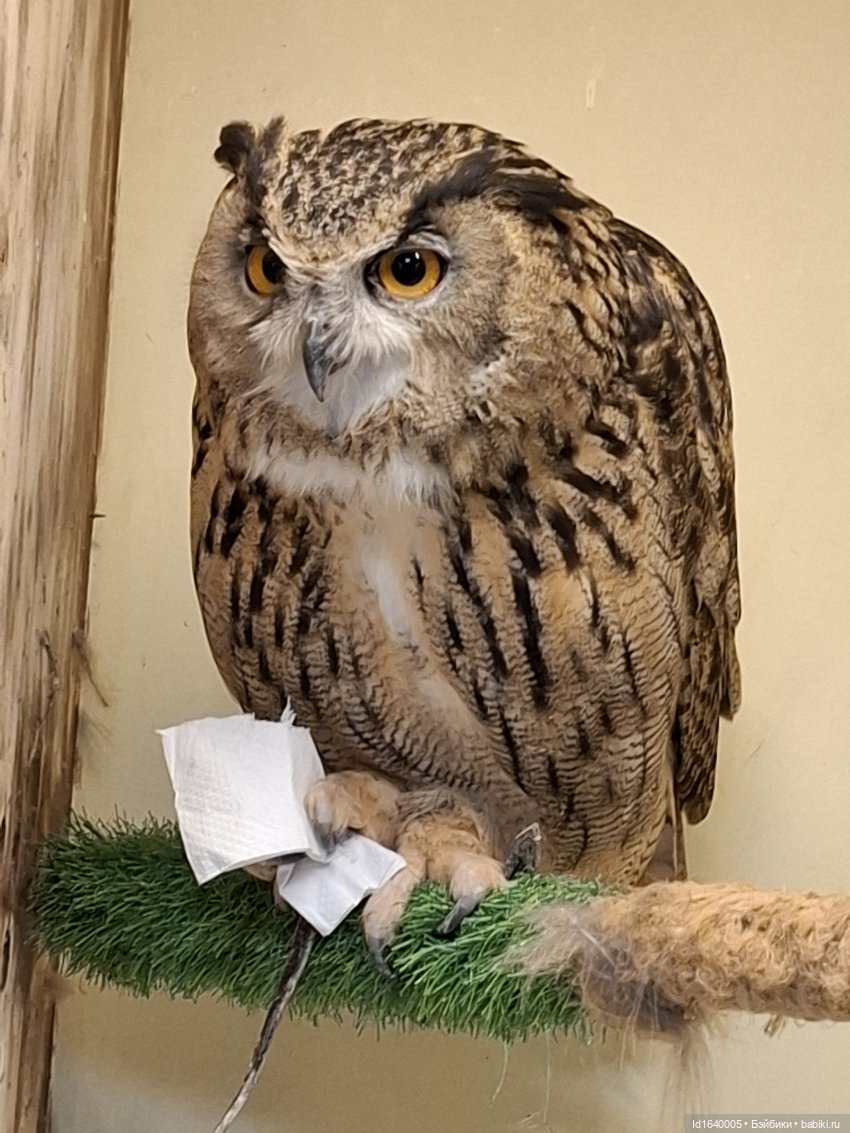 Драма на "охоте" или В гостях у совушек Продолжение