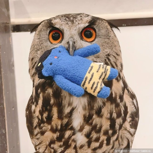 Драма на "охоте" или В гостях у совушек Продолжение