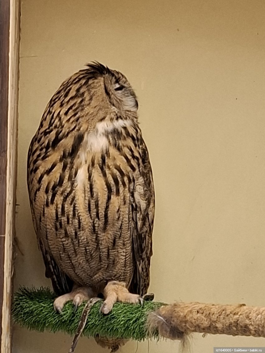 Драма на "охоте" или В гостях у совушек Продолжение