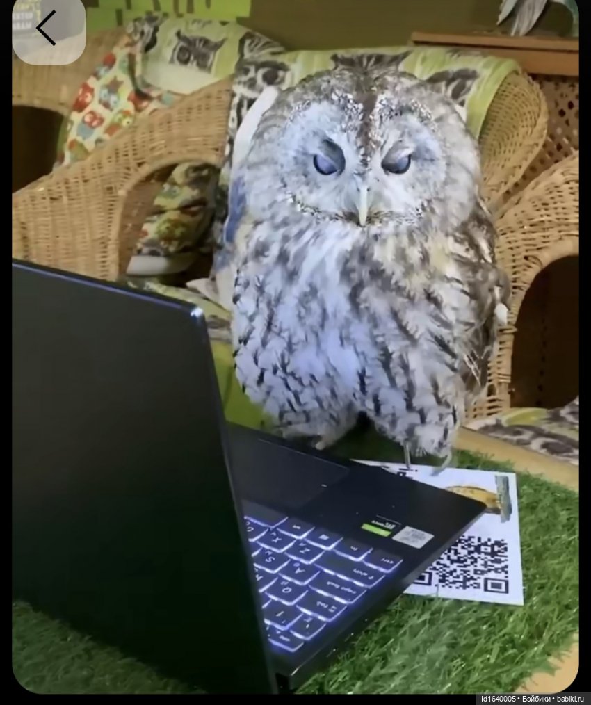 Драма на "охоте" или В гостях у совушек Продолжение