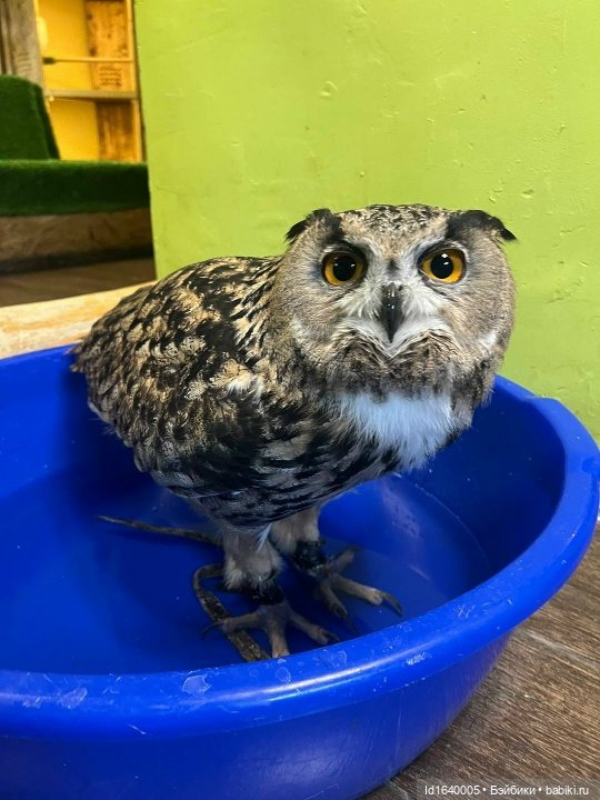 Драма на "охоте" или В гостях у совушек Продолжение