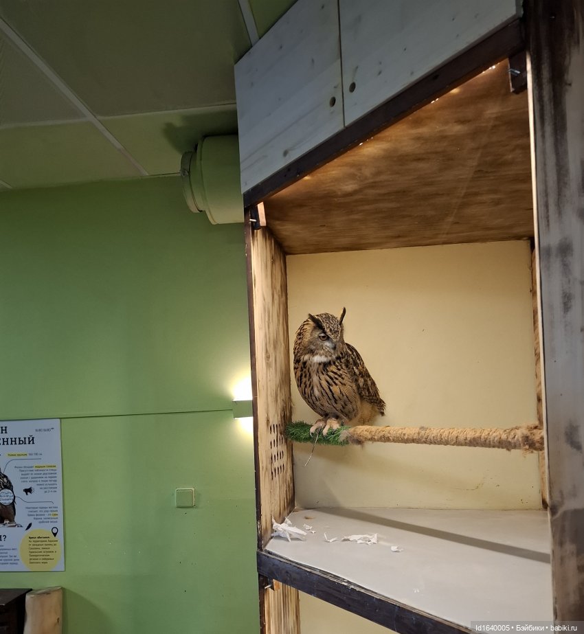 Драма на "охоте" или В гостях у совушек Продолжение