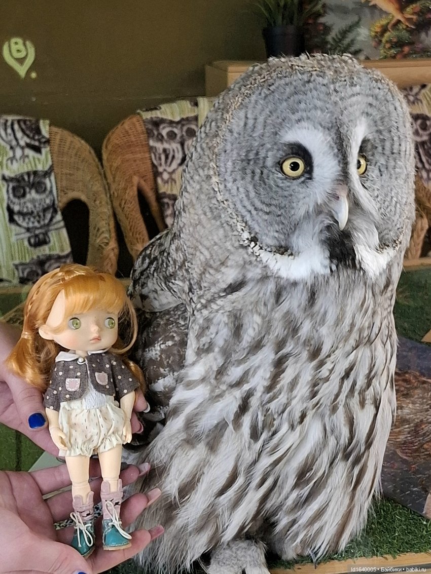 Драма на "охоте" или В гостях у совушек Продолжение