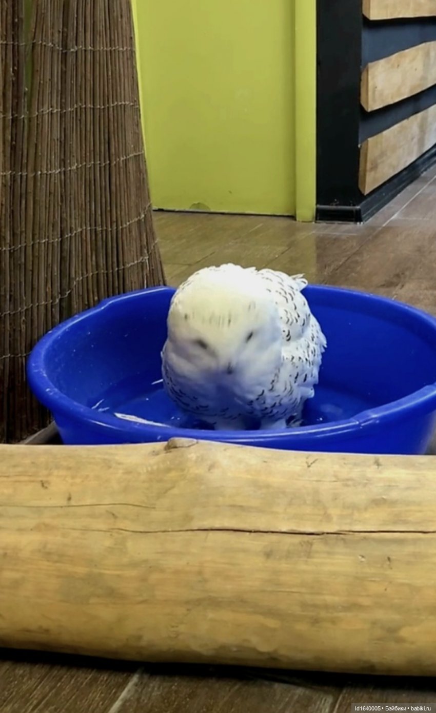 Драма на "охоте" или В гостях у совушек Продолжение