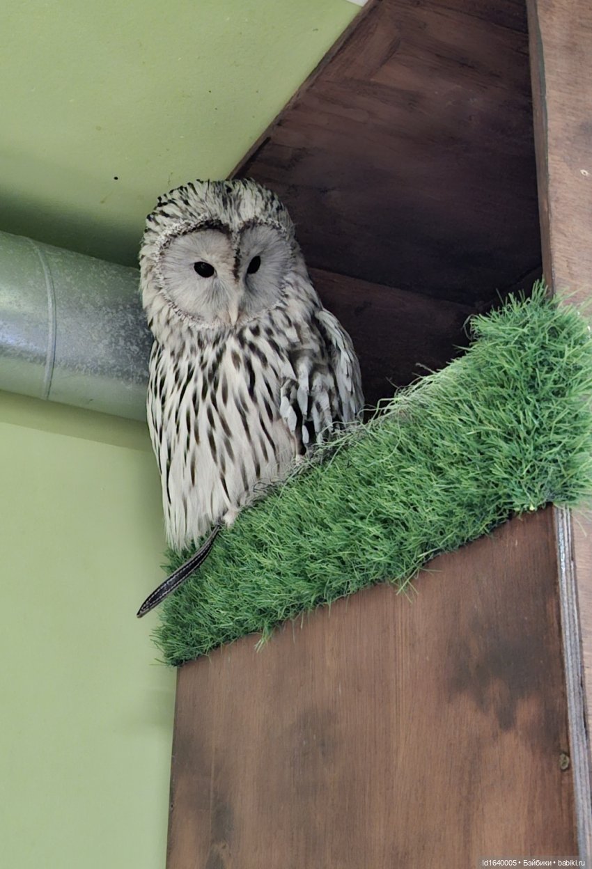 Драма на "охоте" или В гостях у совушек Продолжение (фото 9)