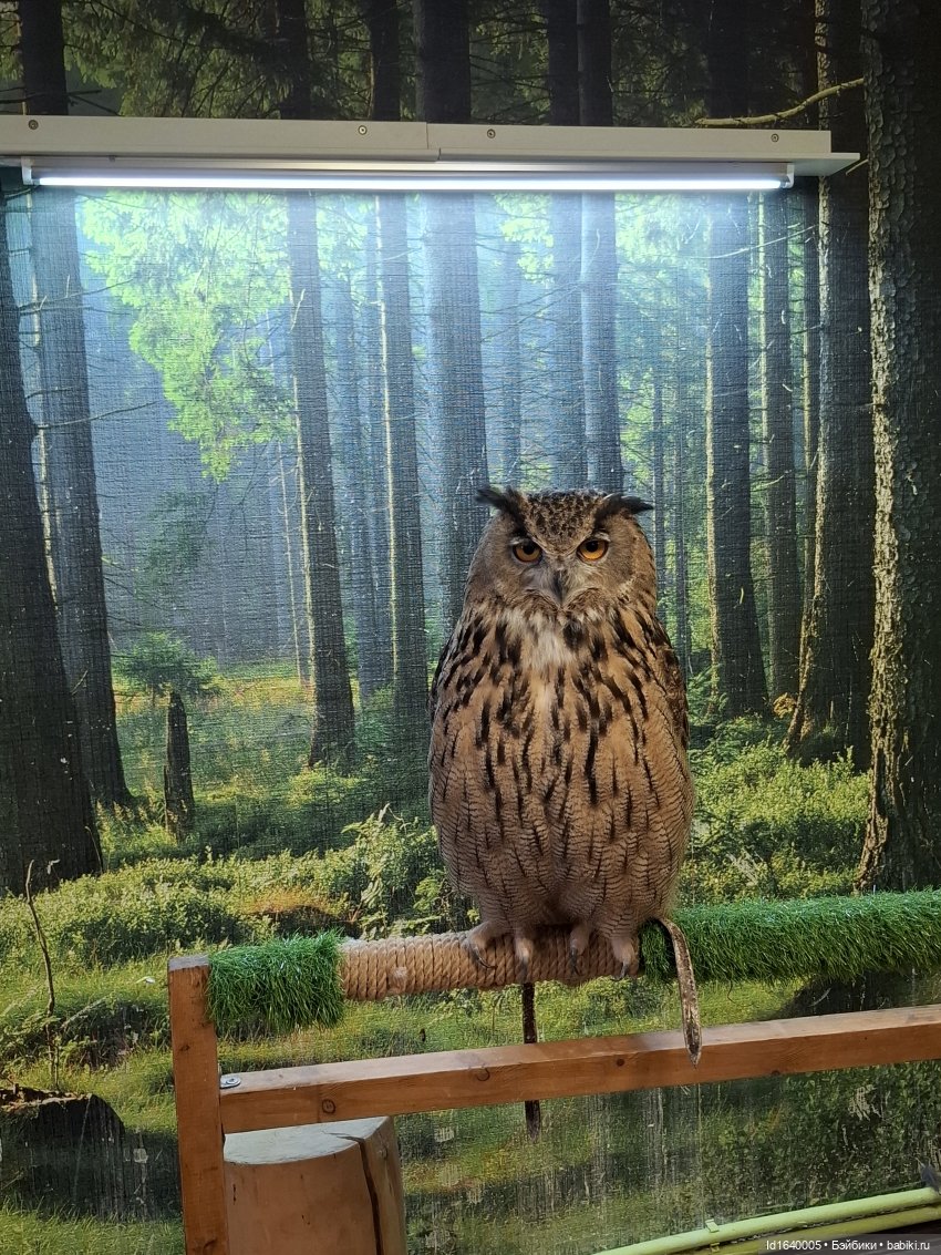 Драма на "охоте" или В гостях у совушек Продолжение