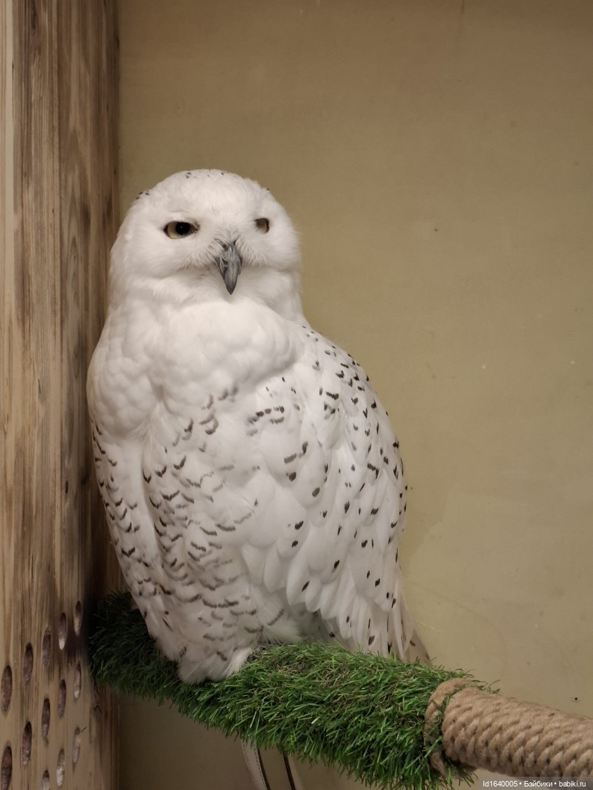 Драма на "охоте" или В гостях у совушек Продолжение (фото 7)