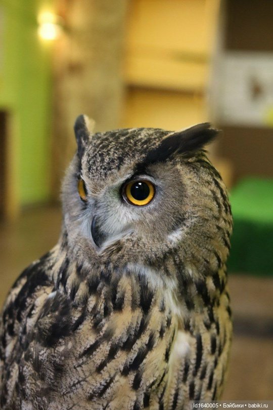 Драма на "охоте" или В гостях у совушек Продолжение