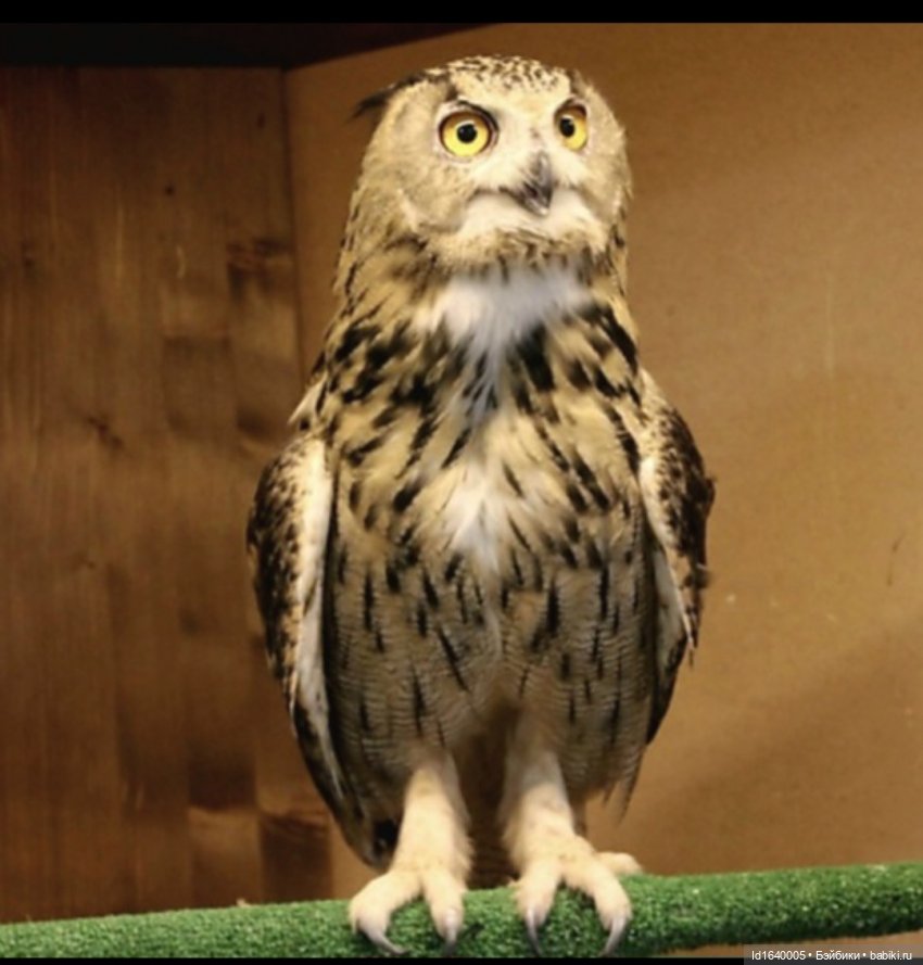 Драма на "охоте" или В гостях у совушек Продолжение