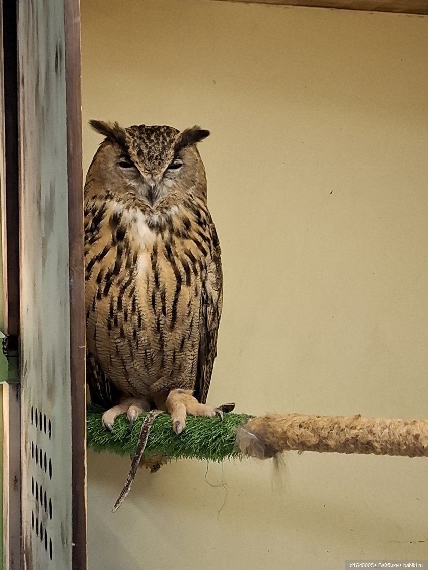 Драма на "охоте" или В гостях у совушек Продолжение (фото 8)