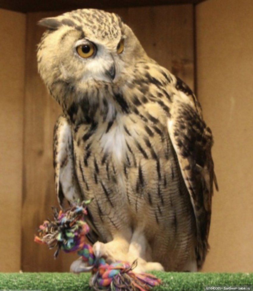 Драма на "охоте" или В гостях у совушек Продолжение