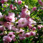 О днях Тейи