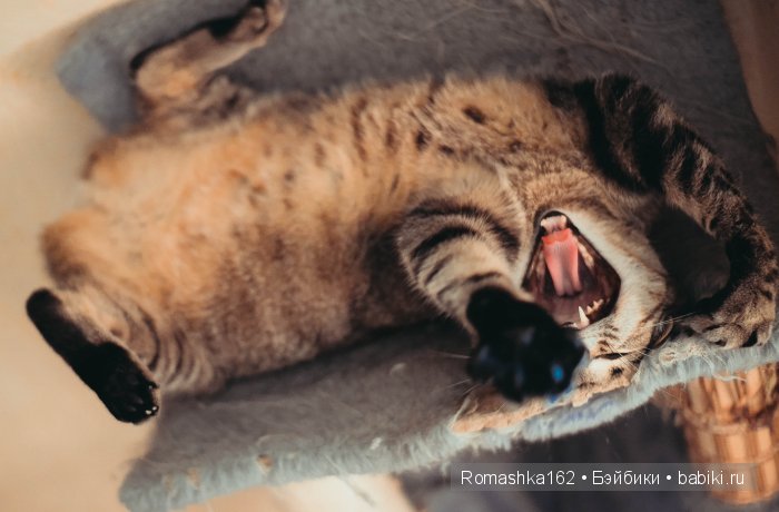 Оковы — Гибридизация кукол BJD (БЖД): пересадка головы