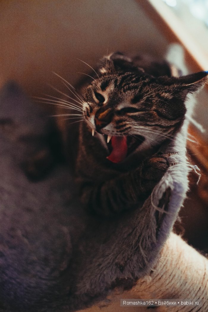 Оковы — Гибридизация кукол BJD (БЖД): пересадка головы