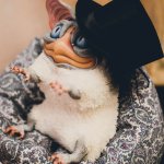 X BJD Фестиваль!