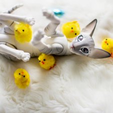 Продам кота evеstudio. Очень срочно 23000!!! Продам кота evеstudio. Очень срочно 23000!!!