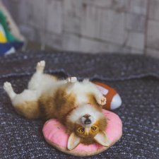 Продам собаку корги