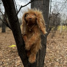 Заяц Крейзи