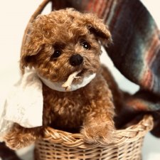 Щенок Мальтипу