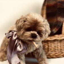 Щенок Мальтипу (Медвежонок )