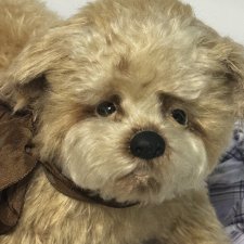 Щенок Мальтипу