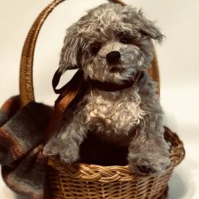 Щенок Мальтипу