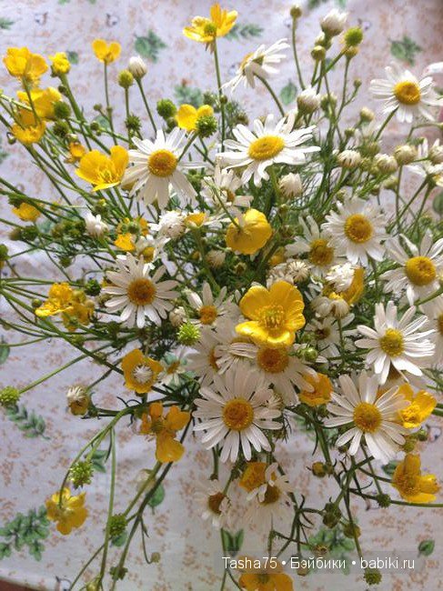 Ася и ромашки — Гибриды шарнирных кукол (не БЖД): подбор тела (фото 6)