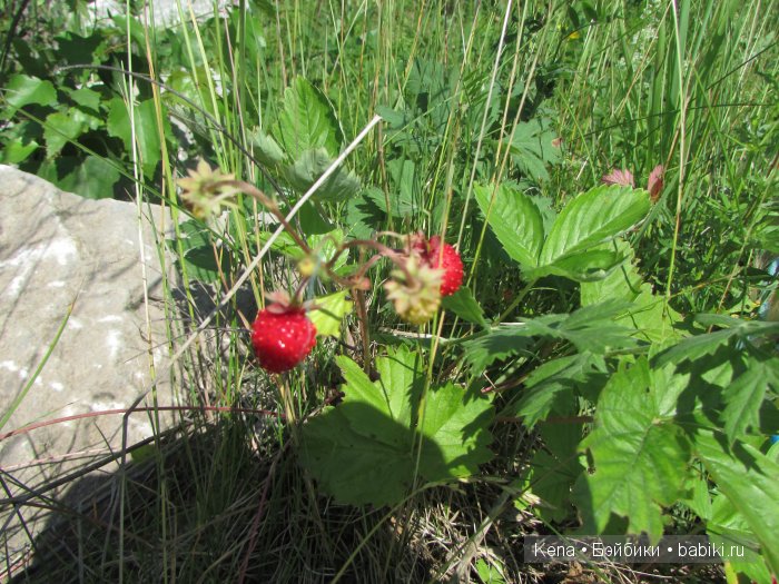 Так проходит наше лето!!! Василиса от Leekeworld