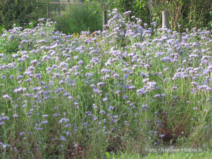 Так проходит наше лето!!! Василиса от Leekeworld