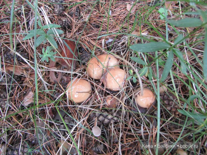 Так проходит наше лето!!! Василиса от Leekeworld