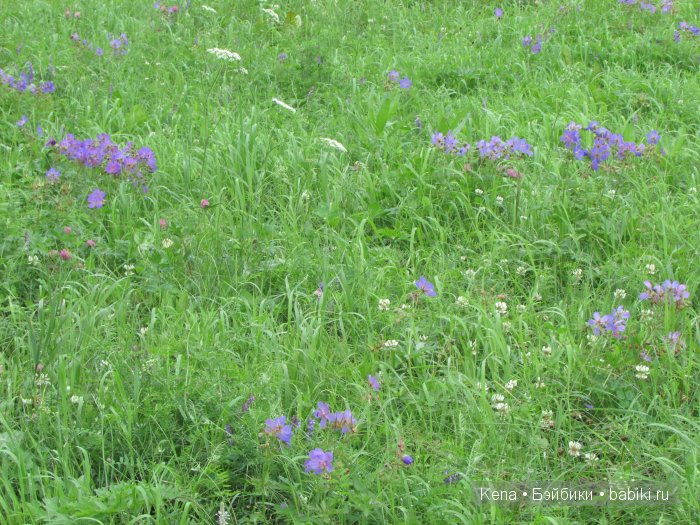 Так проходит наше лето!!! Василиса от Leekeworld