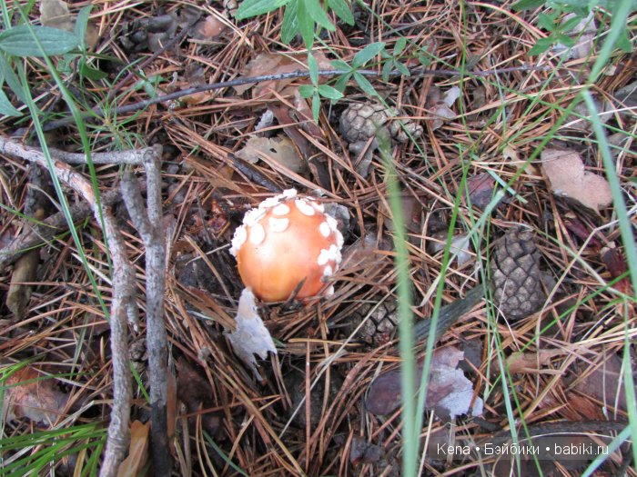 Так проходит наше лето!!! Василиса от Leekeworld