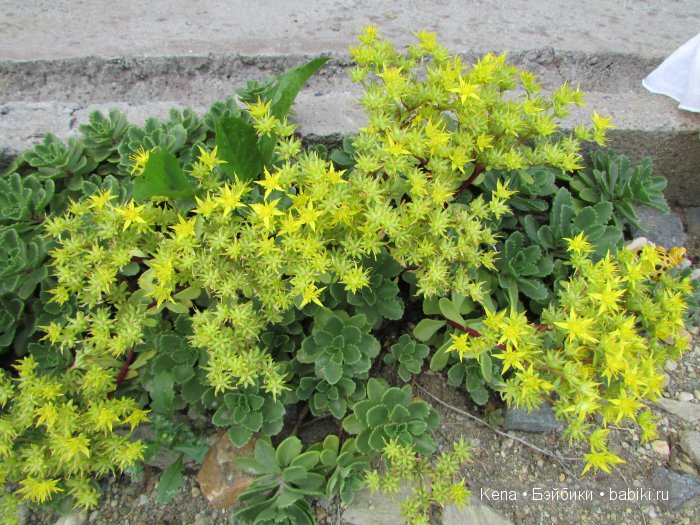 Моя жемчужинка Dolls Town Deogi