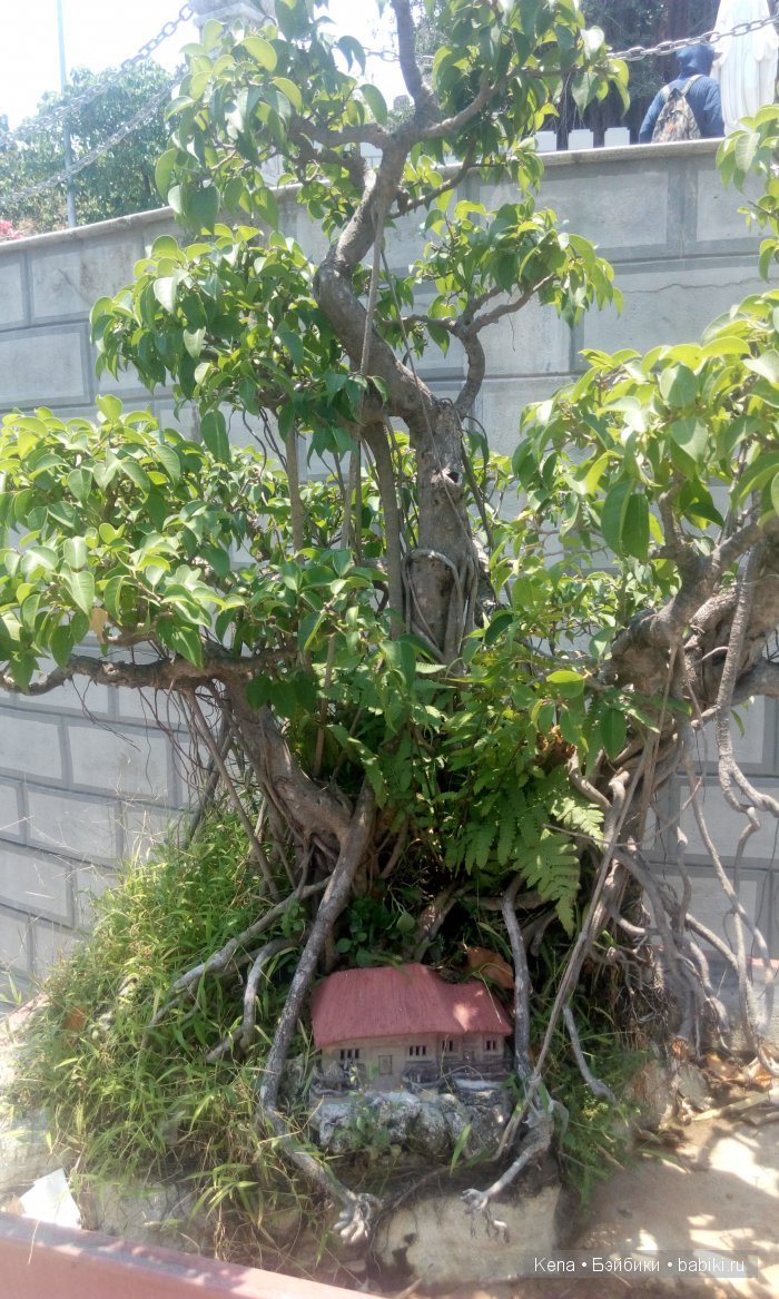 Яркие мгновения лета + Deogi Dollstown