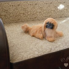 Пекинес Стич