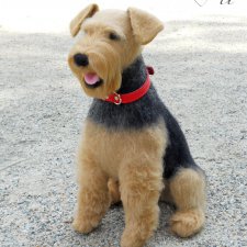 Эрдельтерьер Джеймс