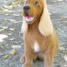 Английский кокер-спаниель