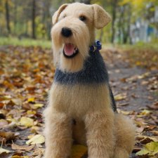 Эрдельтерьер