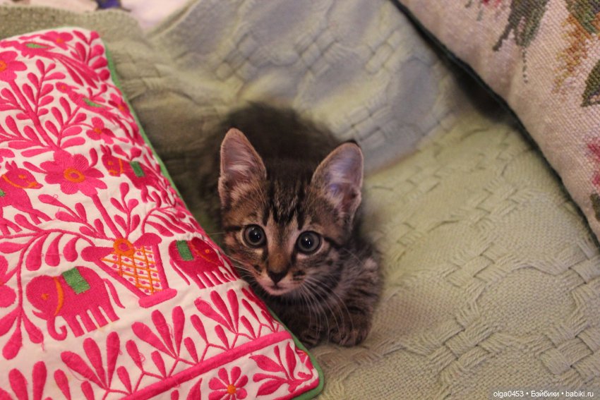 Куклы и коты или всемирный день домашних животных