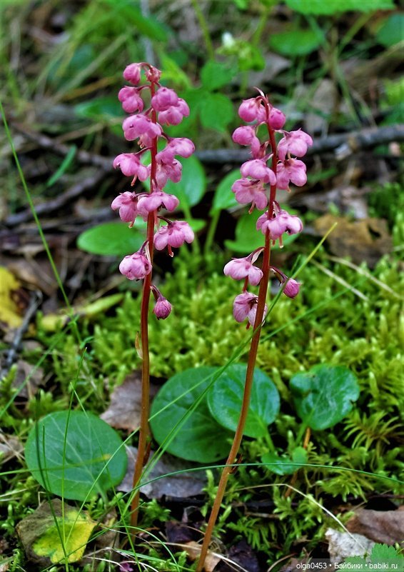 Куклы Tonner: ч. 118 — Фэшн (фото 3)